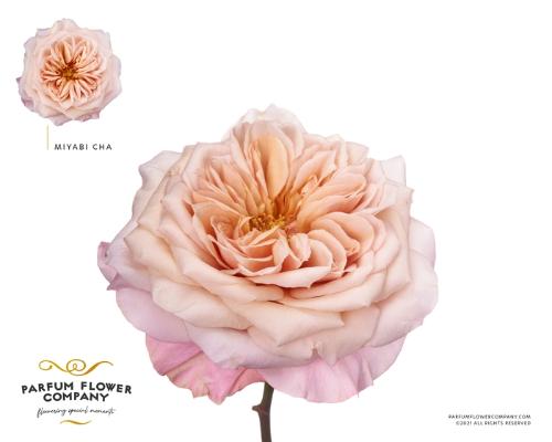 Rosa grootbloemig overig