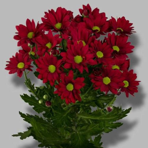 Chrysanthemum (Indicum Grp) tros Ruby Star