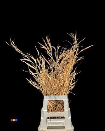 Decoratiegroen kleurbehandeld per bos H%