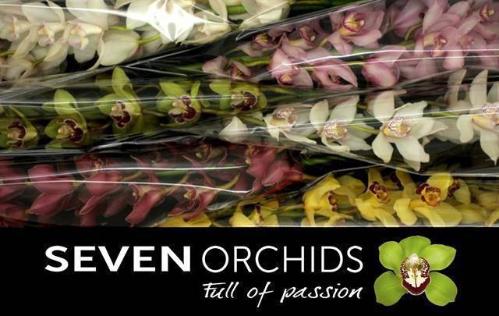Cymbidium grootbloemig per tak gemengd