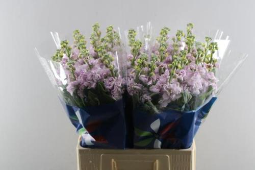 Matthiola incana 'Iron Cherry Blossom'