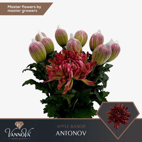 Chrysanthemum (Indicum Grp) geplozen Antonov kleurbehandeld H%
