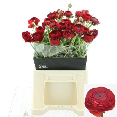 Ranunculus asiaticus Success Tango