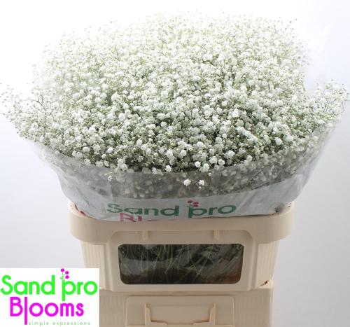 Gypsophila paniculata Xlence