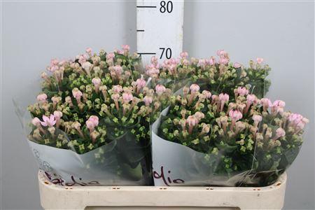 Bouvardia enkelbloemig Sweet Jewel