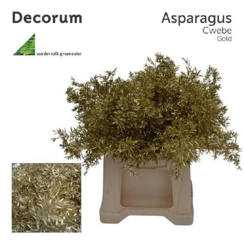 Asparagus densiflorus 'Cwebe' kleurbehandeld H%