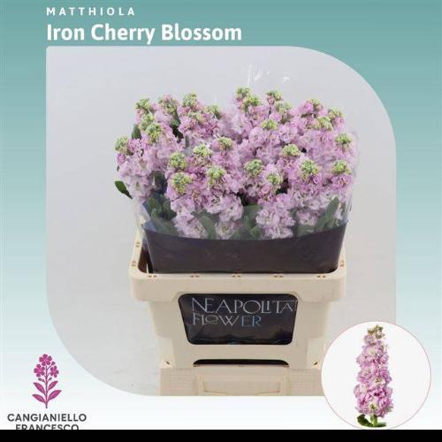 Matthiola incana 'Iron Cherry Blossom'