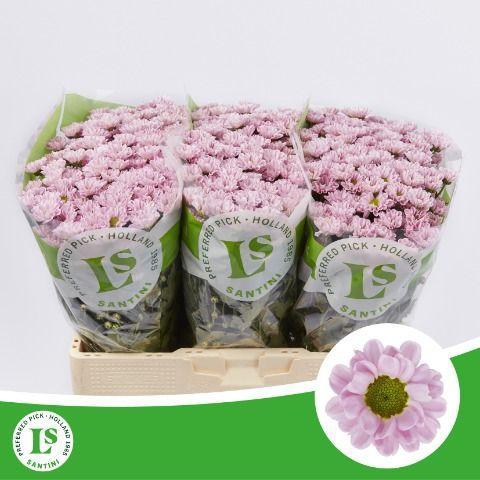 Chrysanthemum Indicum Grp tros santini 'Rossi Pink'