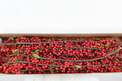 Siervruchten per tak Malus overig