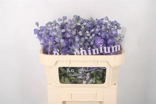 Delphinium dubbelbloemig (Elatum Grp) Dewi Dark Blue Smile