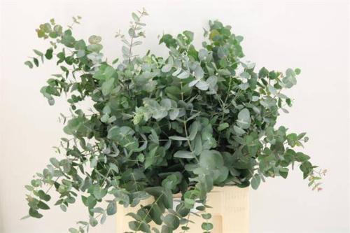 Eucalyptus per bos cinerea