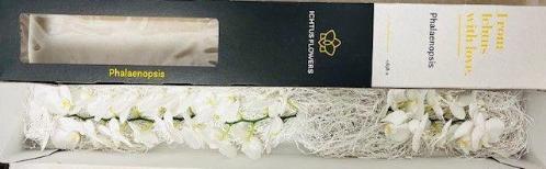 Phalaenopsis overig per bloem