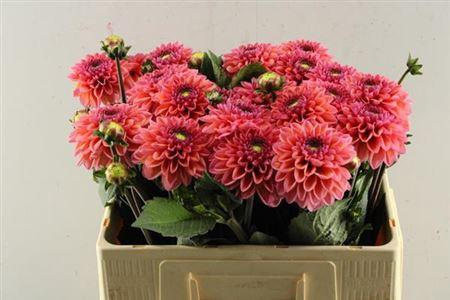 Dahlia (Decorative Grp) 'Daisy Duke'