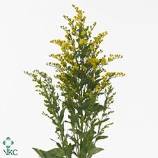 Solidago 'Golden Glory'