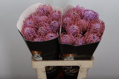 Leucospermum overig