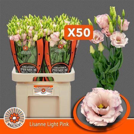Eustoma russellianum gevuldbloemig Lisanne Light Pink