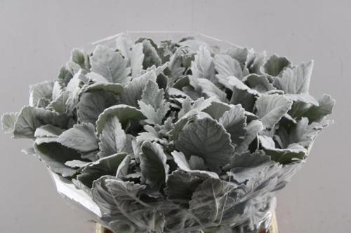Senecio cineraria 'New Look'