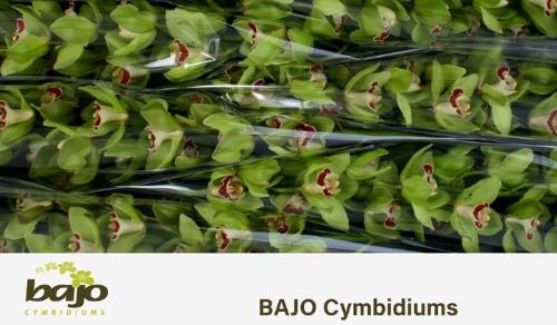 Cymbidium grootbloemig per tak 'Machteld'
