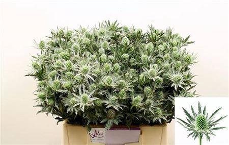 Eryngium Sirius Questar