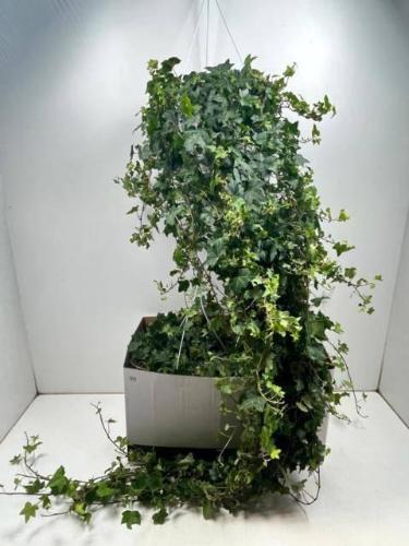 Hedera helix 'Pittsburgh'