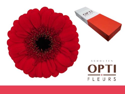 Gerbera mini Red Ruby