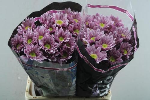 Chrysanthemum (Indicum Grp) tros Serenity Sweet