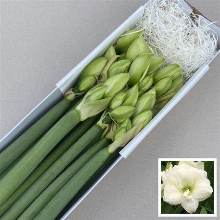 Hippeastrum (Double Galaxy Grp) Wimbledon