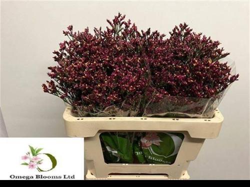 Limonium sinensis Scarlet Diamond