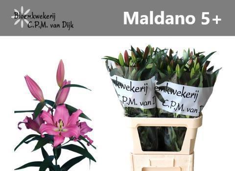 Lilium Oriental x Trumpet Grp 'Maldano'