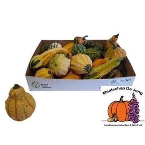 Cucurbita pepo Maya Mix