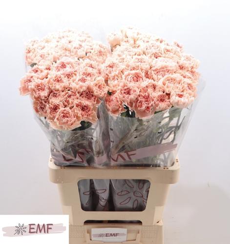 Dianthus standaard 'Noviado'