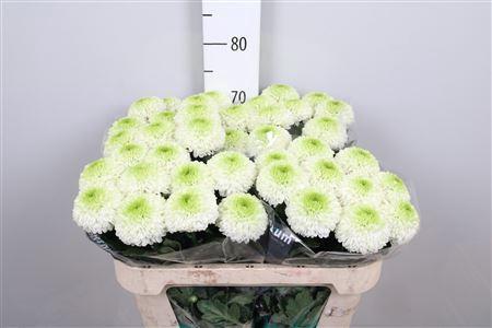 Chrysanthemum (Indicum Grp) geplozen Alibaba