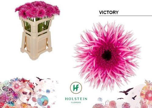 Gerbera grootbloemig spinvormig Gerspider Victory