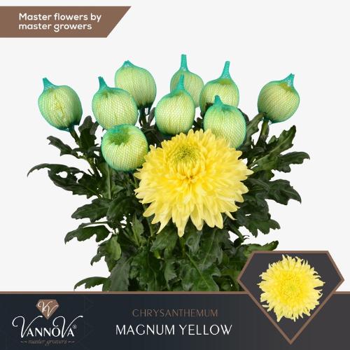 Chrysanthemum (Indicum Grp) geplozen Magnum Yellow