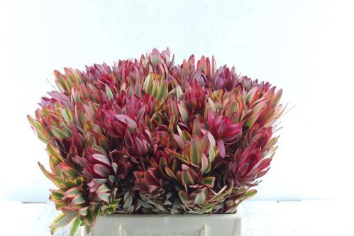 Leucadendron 'Jester'