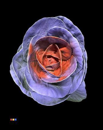 Brassica oleracea kleurbehandeld H%