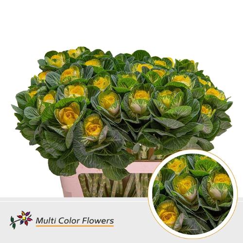 Brassica oleracea kleurbehandeld H%