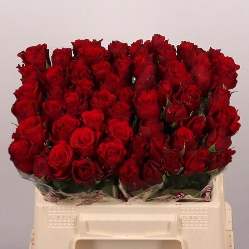 Rosa grootbloemig Upper Class