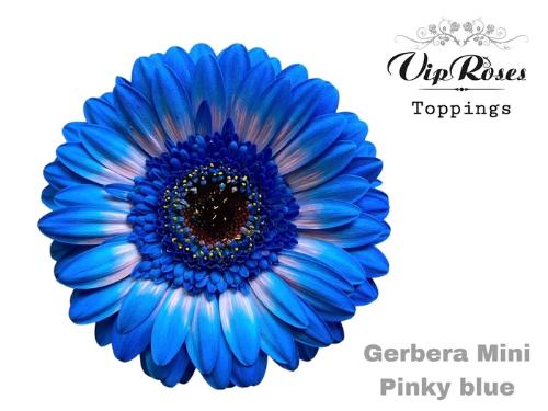 Gerbera mini kleurbehandeld H%