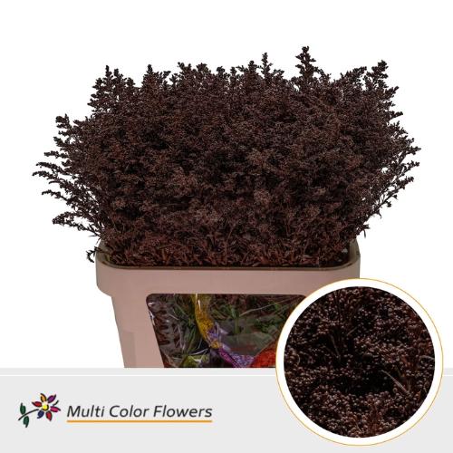 Solidago kleurbehandeld H%