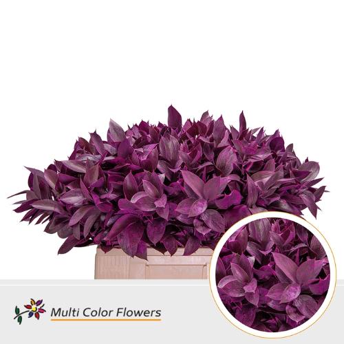 Ruscus kleurbehandeld H%