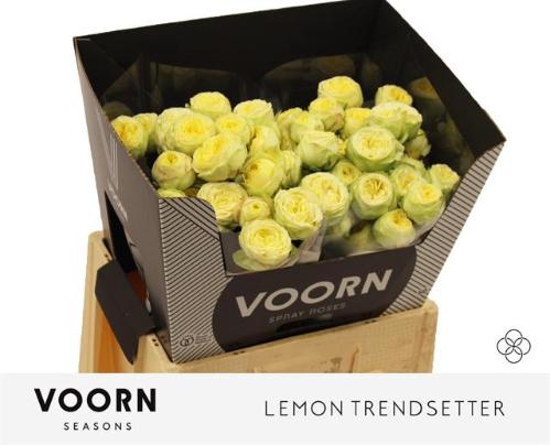 Rosa tros Lemon Trendsetter