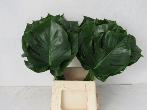 Monstera (blad)