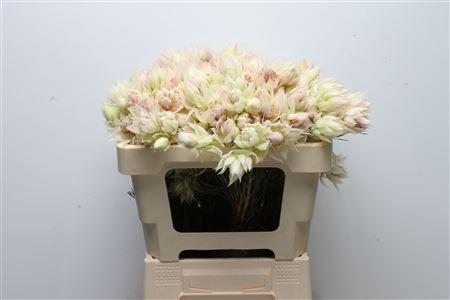 Serruria florida Pretty N White