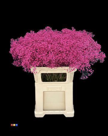 Gypsophila overig kleurbehandeld H%