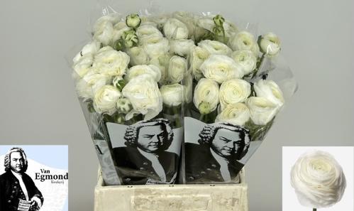 Ranunculus asiaticus 'Elegance White'
