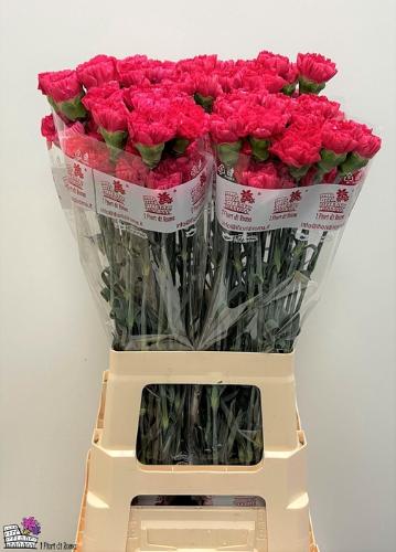 Dianthus standaard Bizet