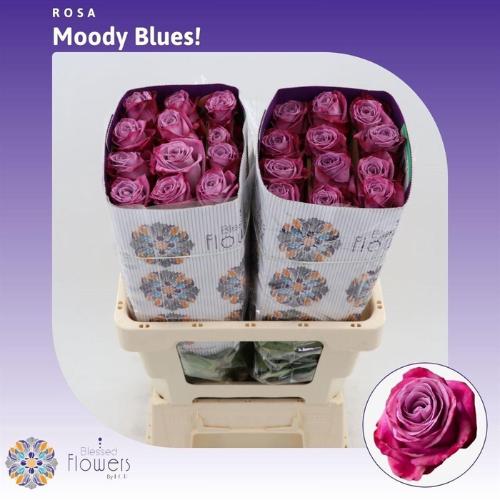 Rosa grootbloemig Moody Blues!