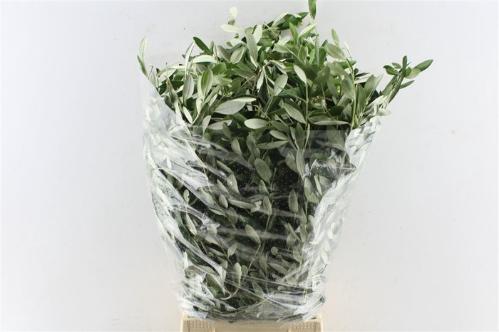 Olea europaea per bos