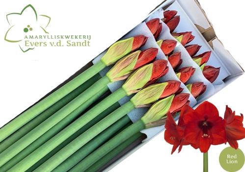 Hippeastrum Galaxy Grp 'Red Lion'